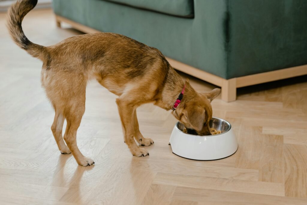 7 Powerful Reasons to Choose the Best Dog Food for Puppies