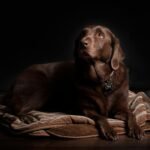 Mississippi Made Dog Beds: 7 Best Ways to Get Proven Comfort (Guide) 1 Mississippi Made Dog Beds: 7 Best Ways to Get Proven Comfort (Guide)