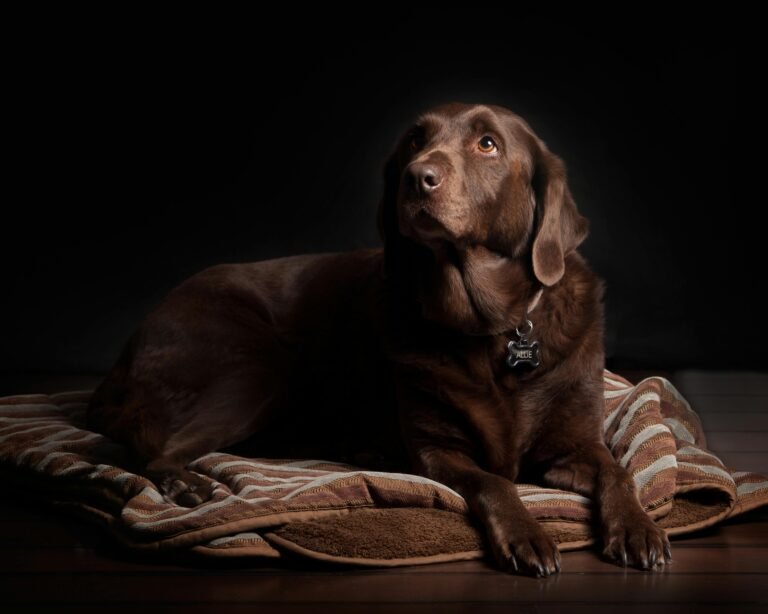 Mississippi Made Dog Beds: 7 Best Ways to Get Proven Comfort (Guide)
