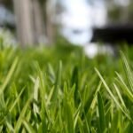 Top Turf Lawn Care: 7 Best Ways to Get Proven Lush Lawns 1 Top Turf Lawn Care: 7 Best Ways to Get Proven Lush Lawns