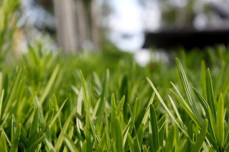 Top Turf Lawn Care: 7 Best Ways to Get Proven Lush Lawns