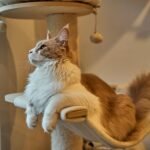 Best Interactive Cat Toys For Indoor Cats: 7 Amazing Ways to Boost Playtime (Proven Guide) 1 Best Interactive Cat Toys For Indoor Cats: 7 Amazing Ways to Boost Playtime (Proven Guide)